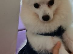 -怪兽屋·羊驼·猫咖·狗咖(俊华广场店)