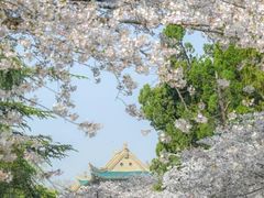 -武汉大学-樱园