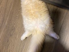 -袖虎·猫馆(体育西路店)