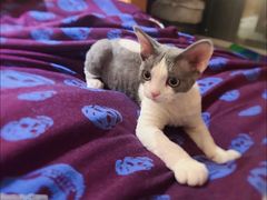 -山宅一喵德文卷毛猫舍