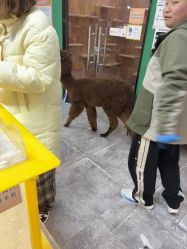 -神奇动物撸宠馆·羊驼·小浣熊·异宠(豫园店)