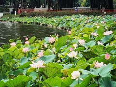 -荔湾湖公园