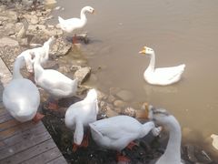 -河北村民俗体验园