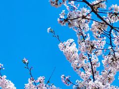 -高东镇樱花园