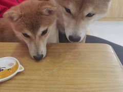 -柴源莊·柴小宠柴犬咖啡