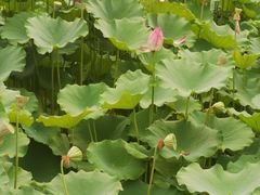 -莲花池公园