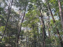 -铁山坪森林公园