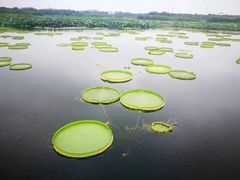 -荷塘月色湿地公园·向阳花洲