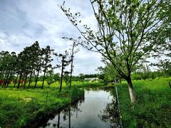 -东平国家森林公园