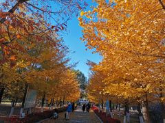 -长白岛森林公园