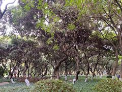 -黄埔荔枝公园