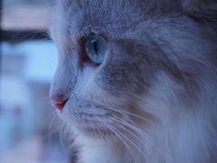 -more than meow吴止猫主题餐厅(承德 中船汇店)