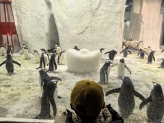 -大连圣亚海洋世界