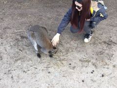 -企鹅岛