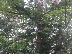 -楠柏弯休闲山庄(梨花溪店)