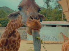 -泉州海丝野生动物世界