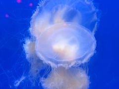 -福州罗源湾海洋世界旅游区