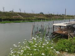 -大湾区中央湿地公园