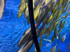 -太平洋海底世界