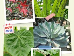 -中国科学院华南植物园
