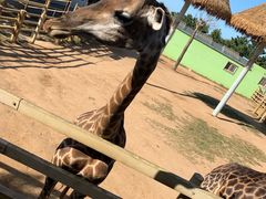 -西霞口神雕山野生动物世界