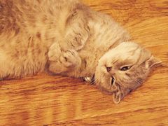 android_upload_pic-猫色咖啡·猫咖