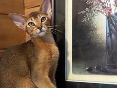 -猫十亿·布偶金渐层·曼基康矮脚猫舍(青年路店)