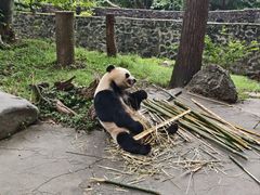 -都江堰中华大熊猫苑