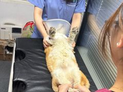 -伟伟宠物医院·CT影像中心·瑞派犬猫综合性门诊(汉口总院)