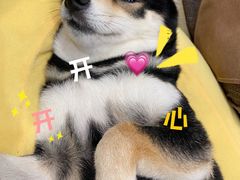 -逗柴咖啡屋·狗咖猫咖宠物桌游