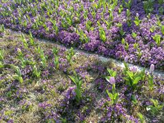 -丹东路渡口(轮渡站)