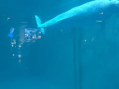 -蓬莱欧乐堡海洋极地世界