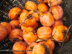 -南窖乡水峪村山情农家