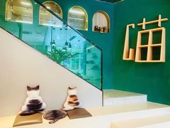 -飞行喵MR PILOT|猫舍·猫咖(静安大融城店)