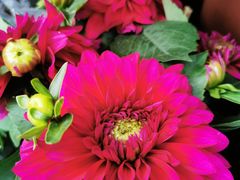 -溪岸路花鸟市场