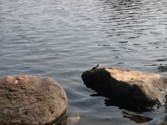 -深圳龙潭公园