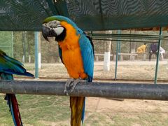 -西霞口神雕山野生动物世界