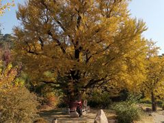 -遵化市禅林寺古银杏风景园