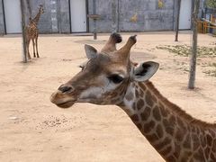 -西霞口神雕山野生动物世界