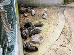 -西霞口神雕山野生动物世界