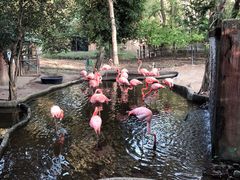 -清迈夜间动物园