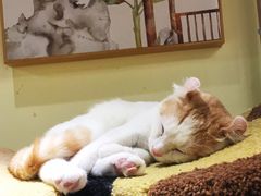 -猫和宫(六道口店)