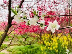-南汇桃花村