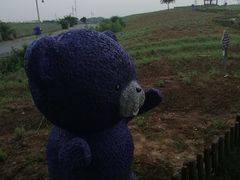 -大塘金香草谷