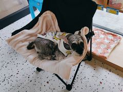 -瑞派康怡24h宠物医院·犬猫医疗中心·微创绝育(瑞景分院)