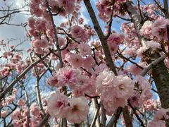 -天适樱花悠乐园
