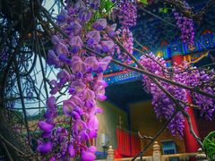 -北京国子监胡同