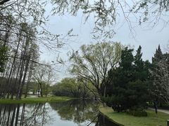 -上海共青森林公园