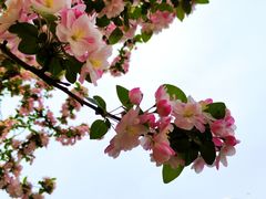 -海棠花溪(元大都城垣遗址公园)