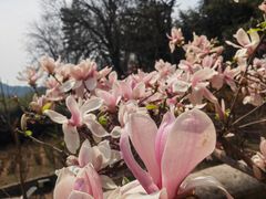 -红螺寺